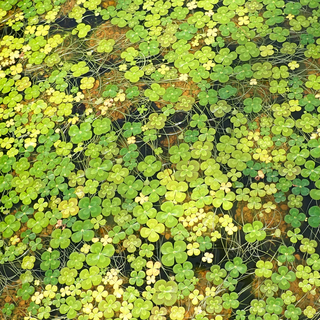 4 Leaf Clover PONDS PLUS Water Garden Center