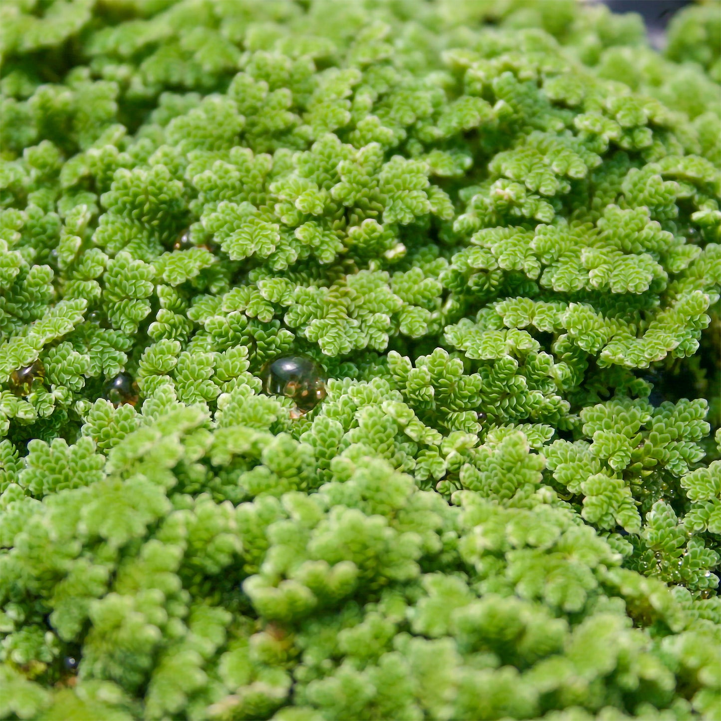 Azolla - Cup