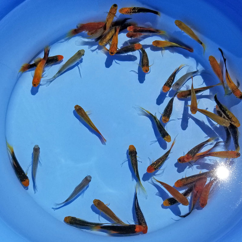 Assorted Platy Mosquito Eaters