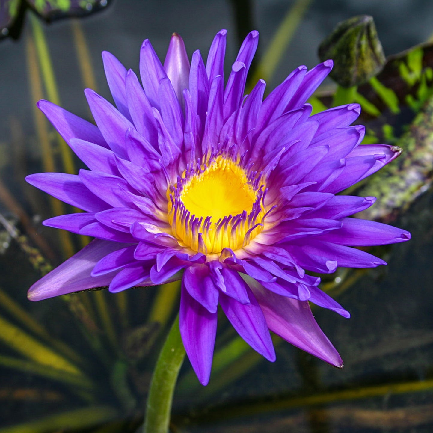 Blue Aster Lily