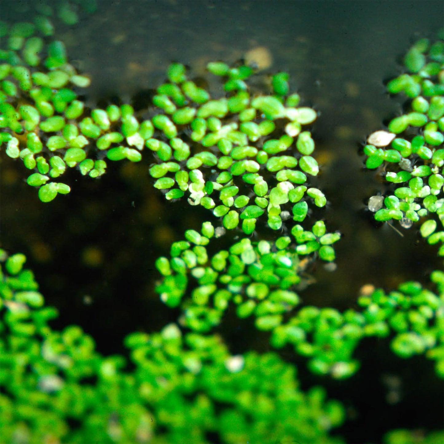 Duckweed - Cup