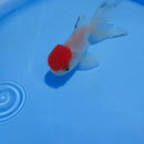 Fantail Goldfish - Red Cap Oranda 4 Inch