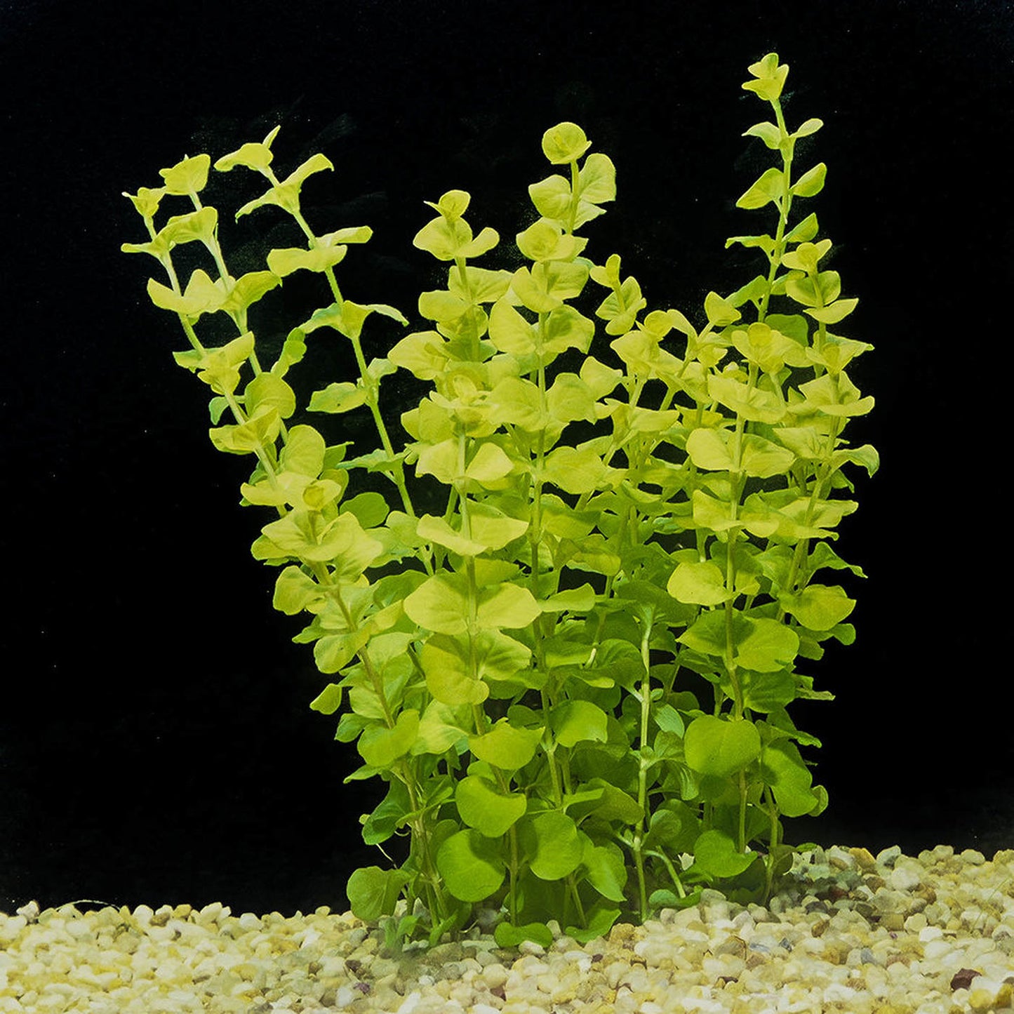 Creeping Jenny - Golden