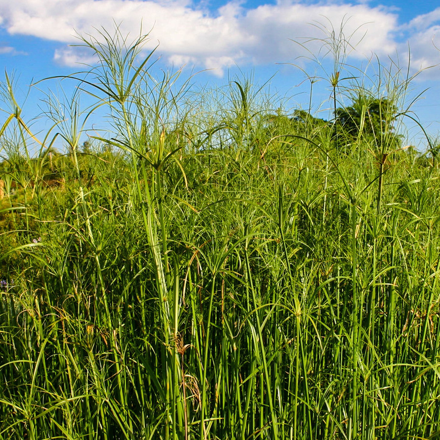 Mexican Papyrus