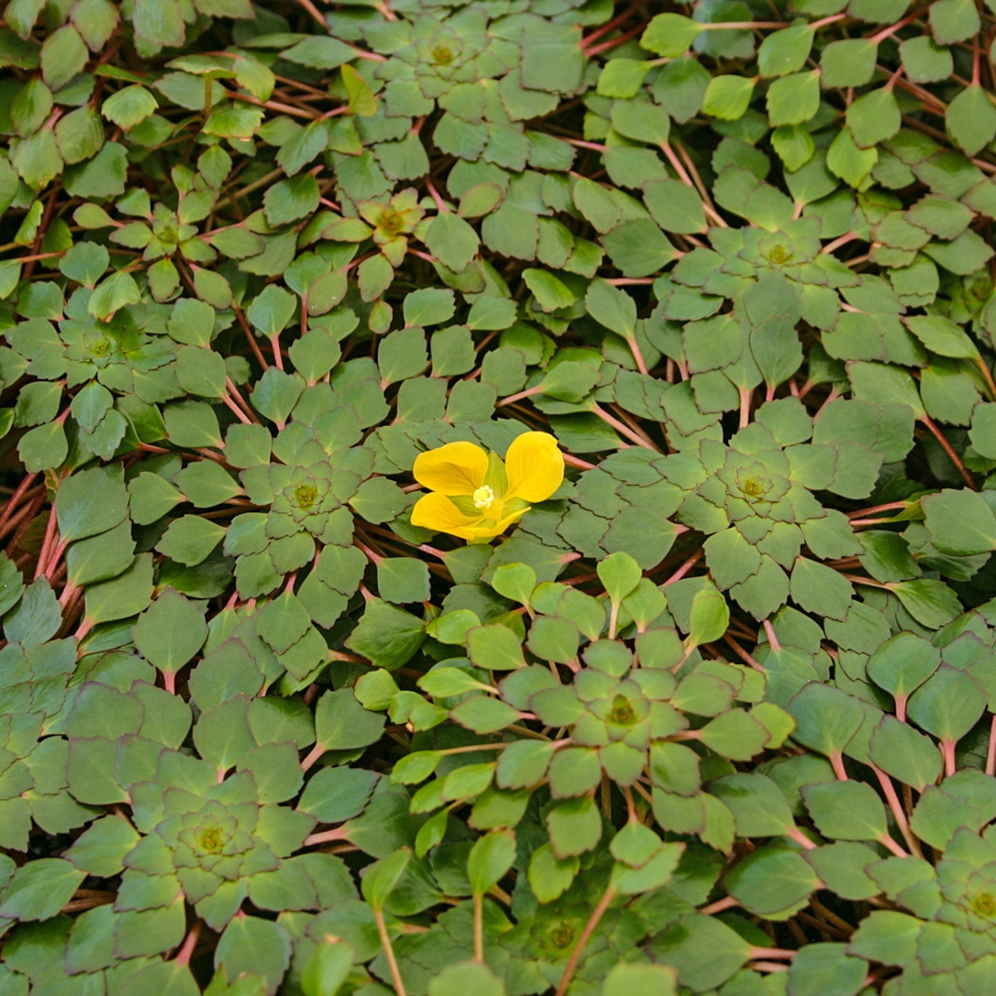 Mosaic Plant