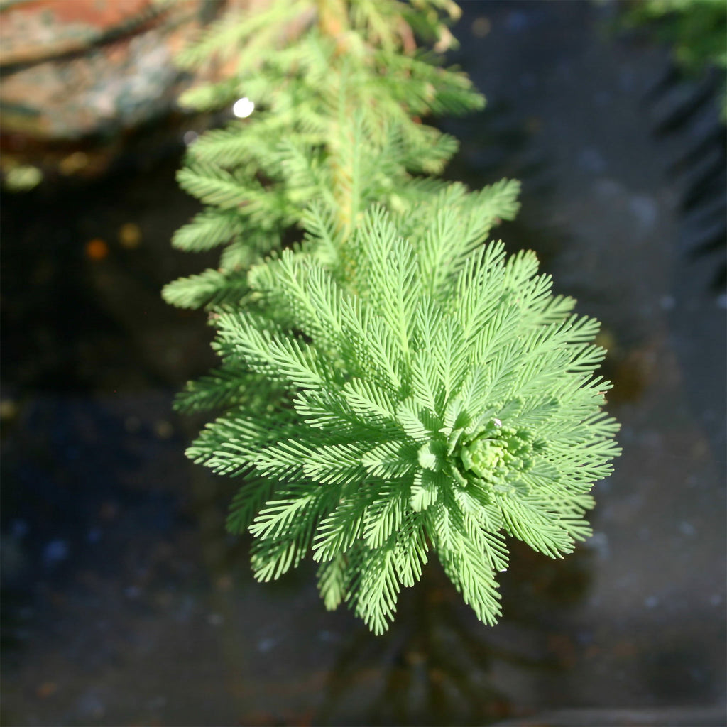 Parrot's Feather Aquatic Plants - 12 Live Plants For Ponds, Oxygenation & Fish Habitat