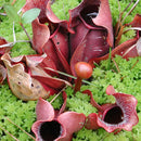 Purple Pitcher - Sarracenia purpurea