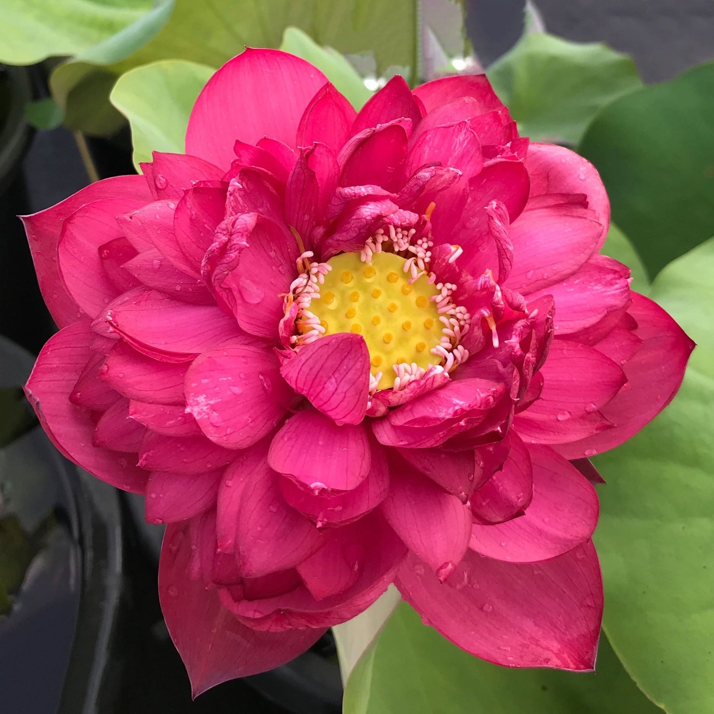 Red Commander Lotus