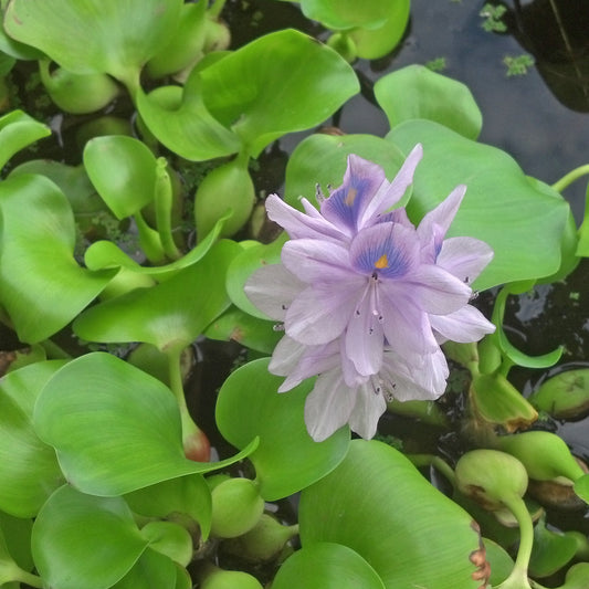 Water Hyacinth