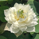 Snow Loving Lotus