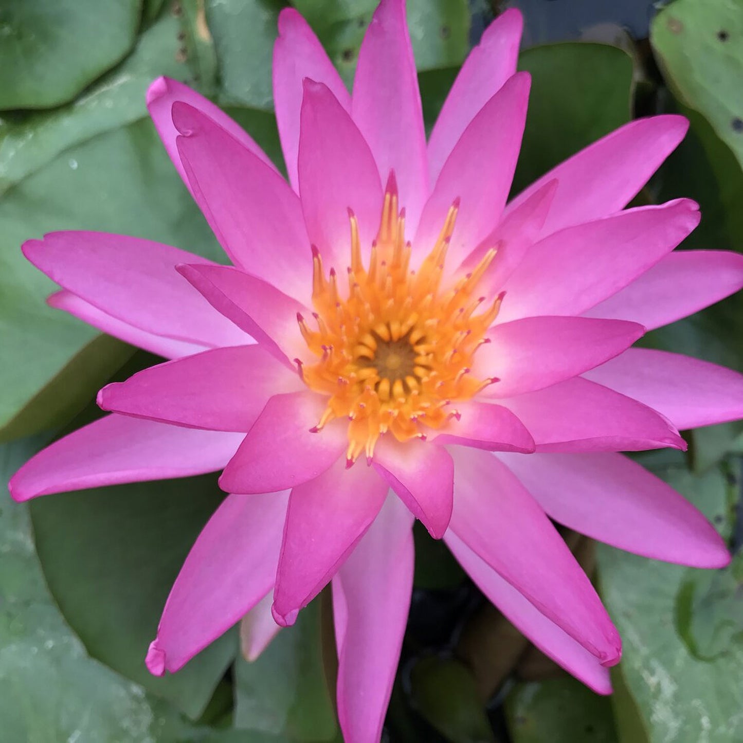Tropic Star Lily - Premium