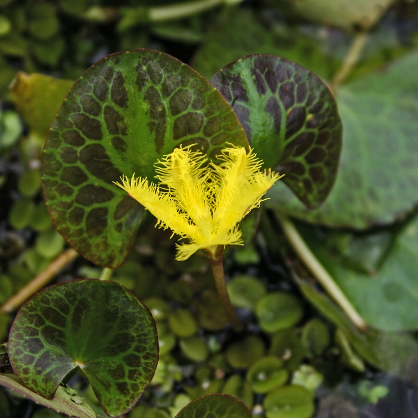 Snowflake - Yellow