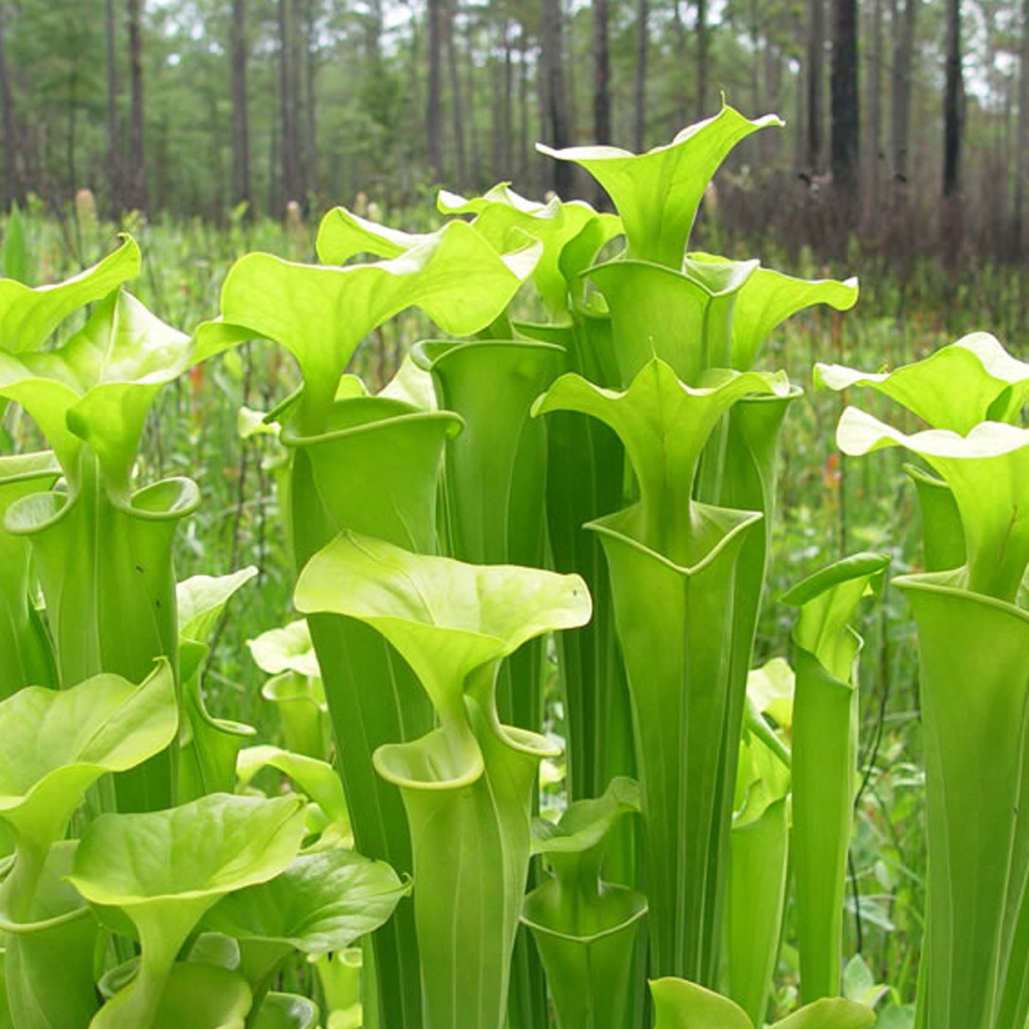 Yellow Pitcherplant, or Trumpets (Sarracenia flava)