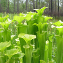 Yellow Pitcherplant, or Trumpets (Sarracenia flava)