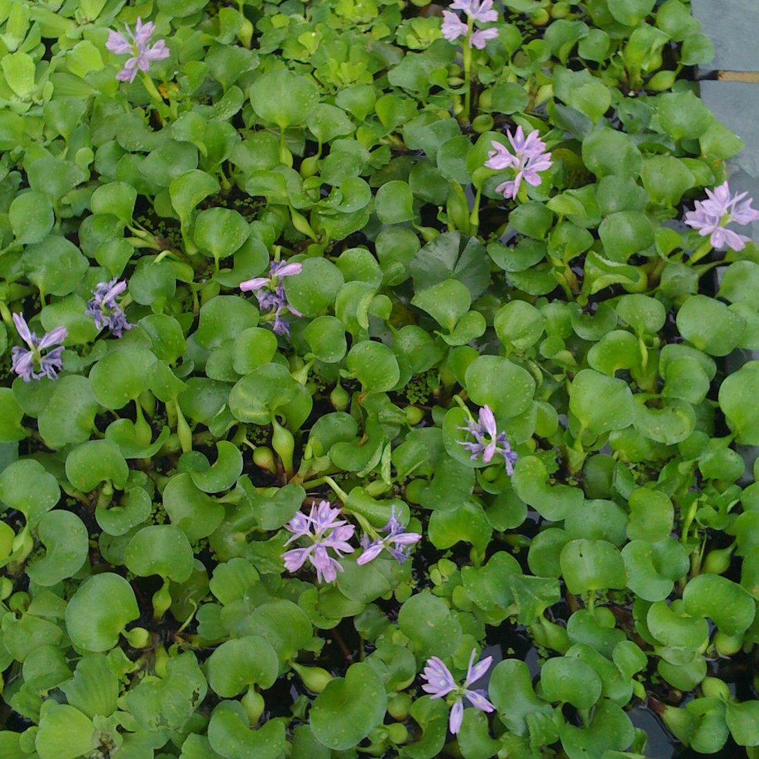 Water Hyacinths