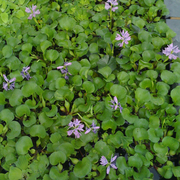 Water Hyacinths