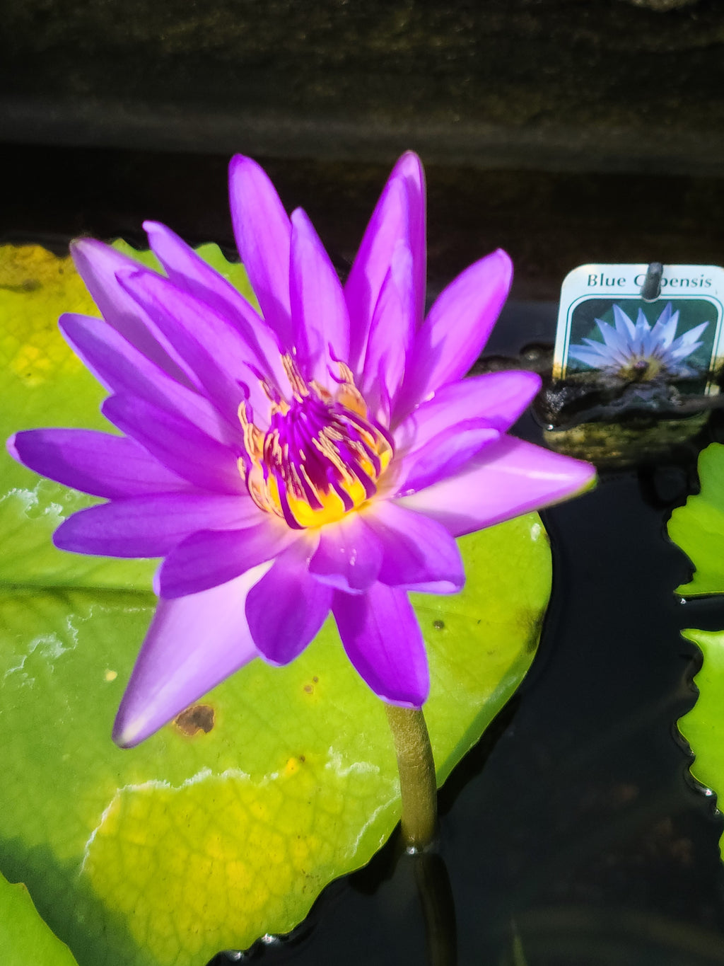 Blue Capensis Tropical Lily PONDS PLUS Water Garden Center