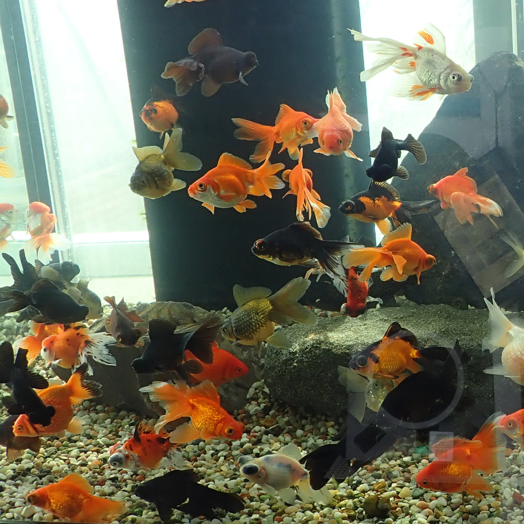 New Batch of Fancy Goldfish – PONDS PLUS Water Garden Center