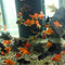 New Batch of Fancy Goldfish