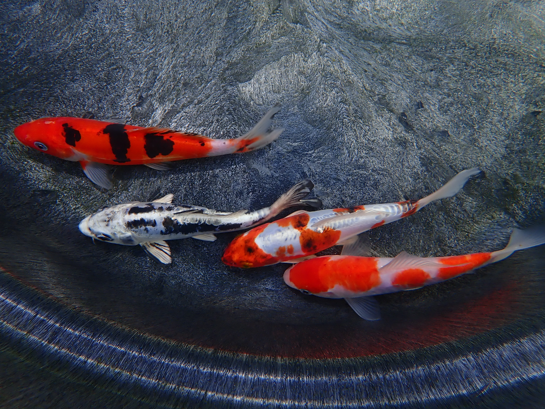 Premium KOI