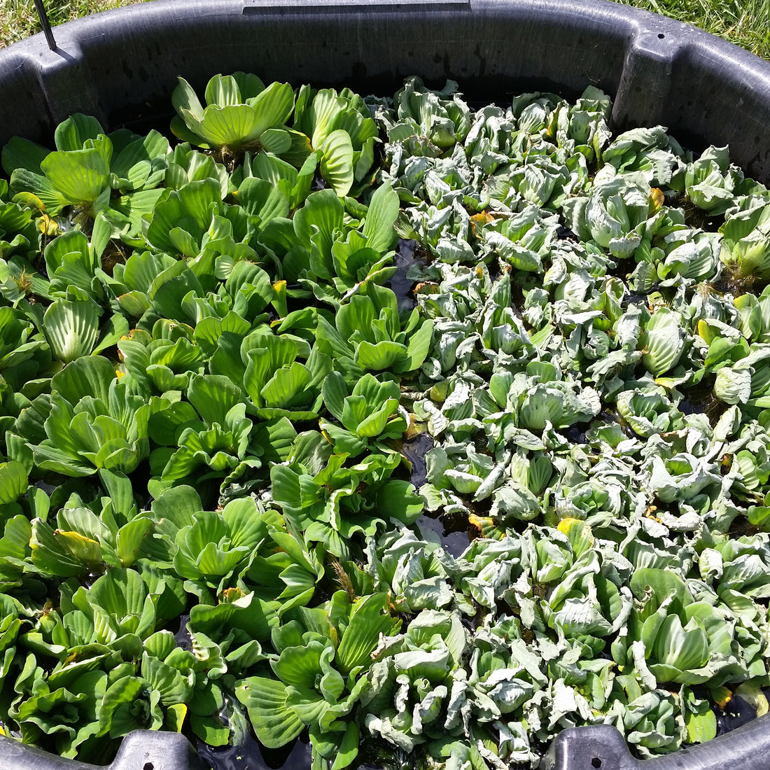 Cold-Burned Water Lettuce