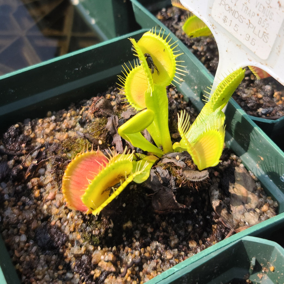 Carnivorous Plants!