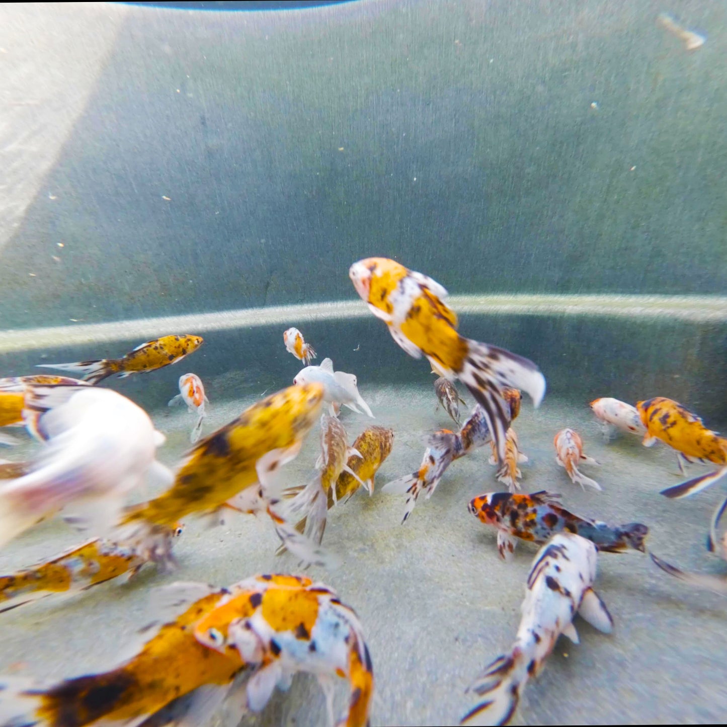 Goldfish Shubunkin - 4"