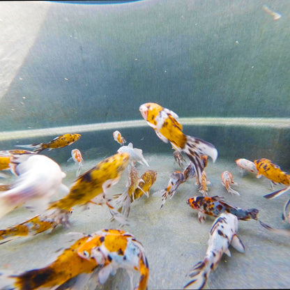 Goldfish Shubunkin - 4"