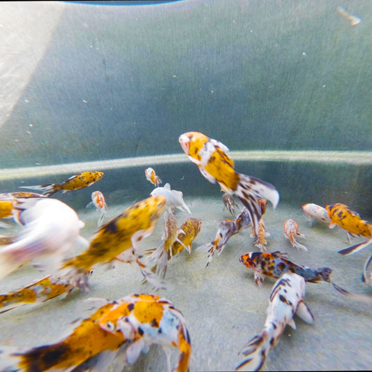 Goldfish Shubunkin - 4"