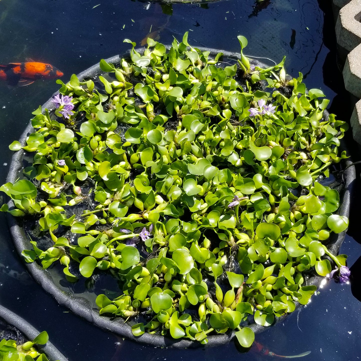 WGP Floating Plant Protector