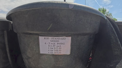 Koi Standard Mixed - 4-5"