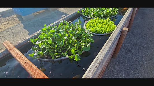 WGP Floating Plant Protector