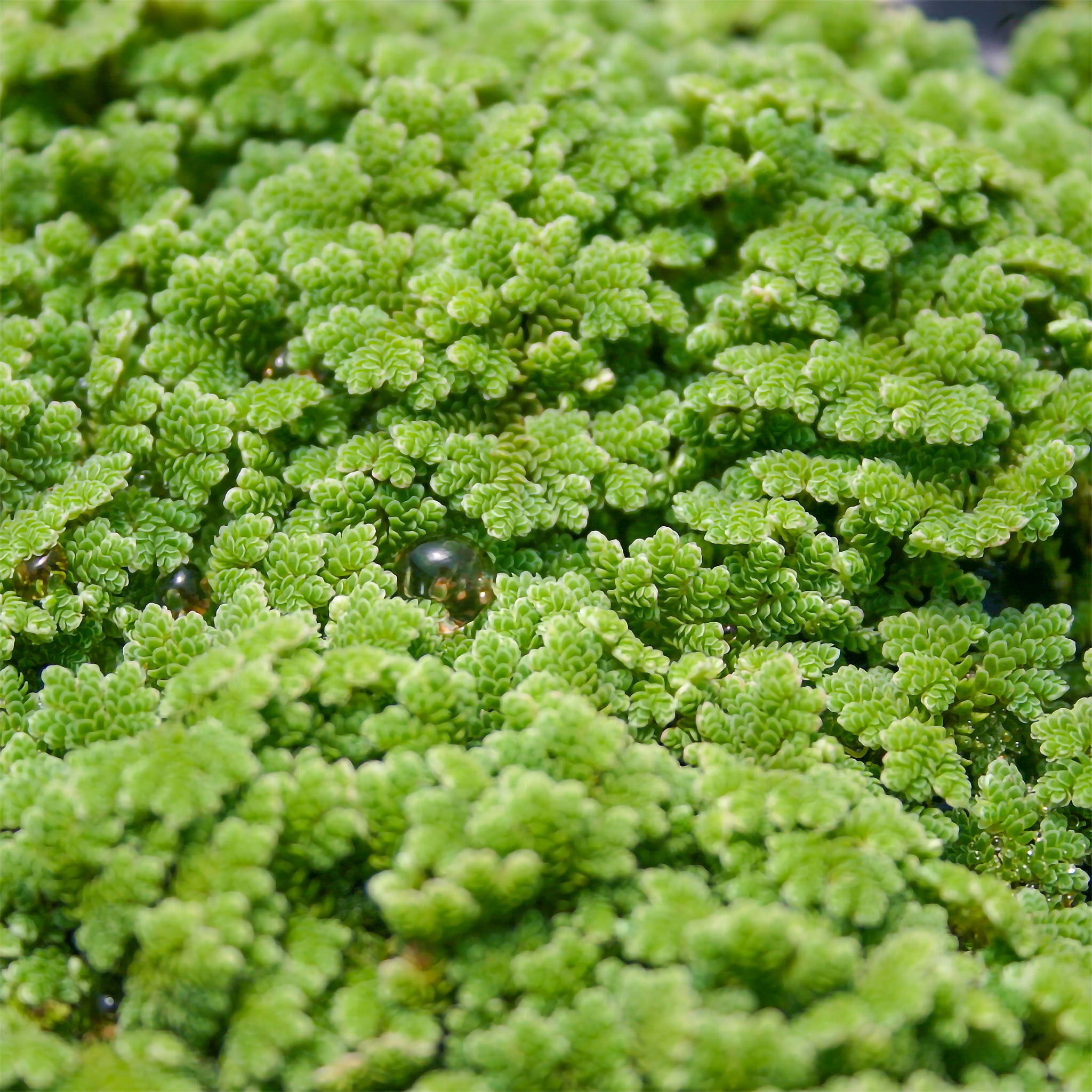 Azolla - Cup – PONDS PLUS Water Garden Center