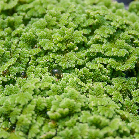 Azolla - Cup