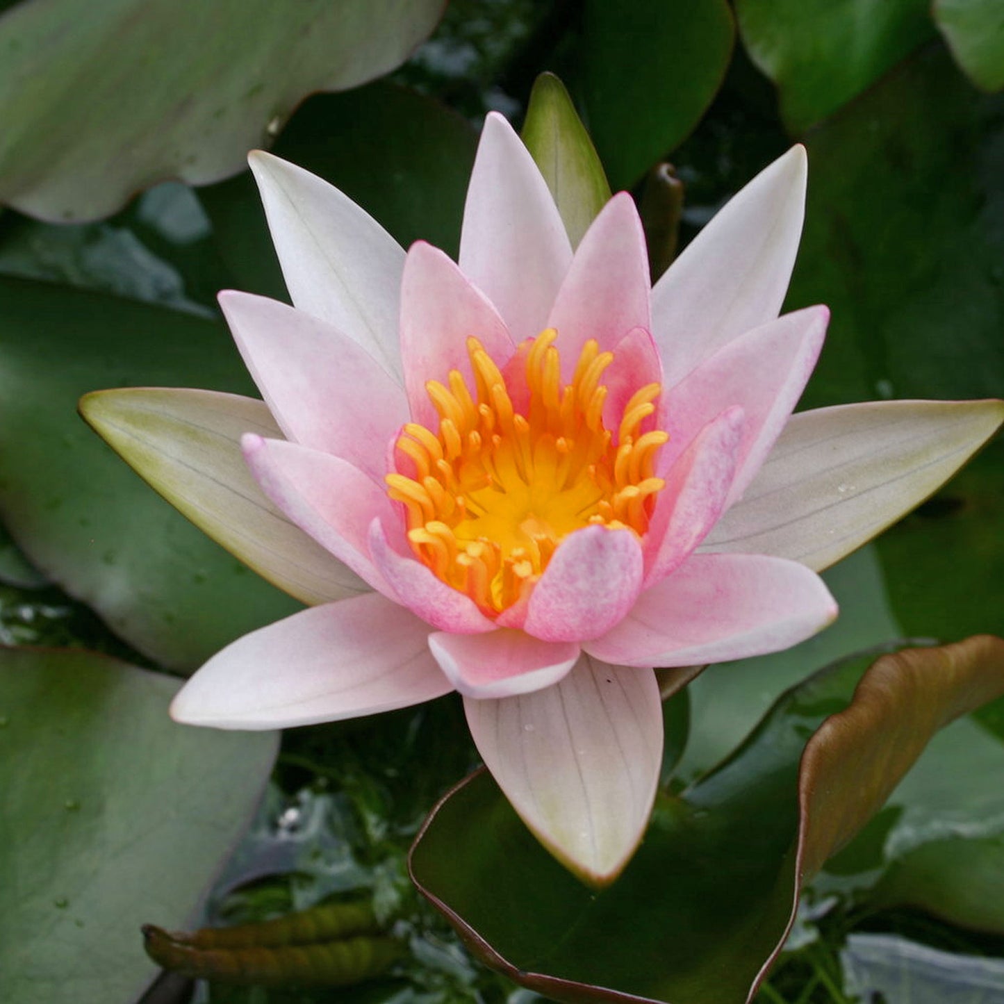 Ladekeri Lilacea Lily