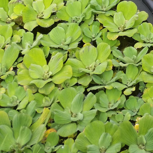Water Lettuce