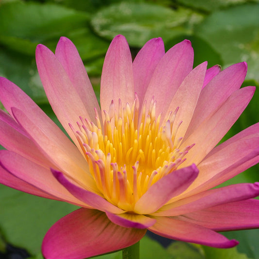 Afterglow Lily
