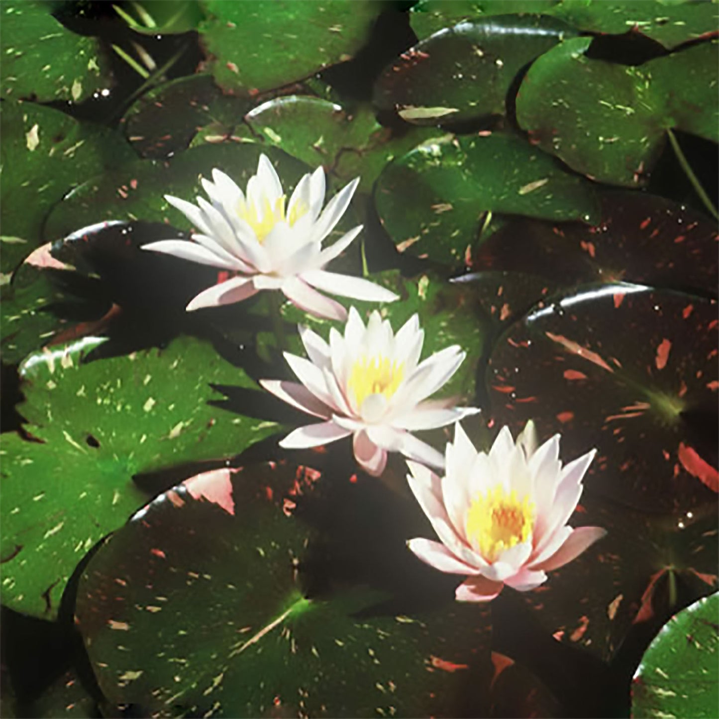 Arc-En-Ceil Lily