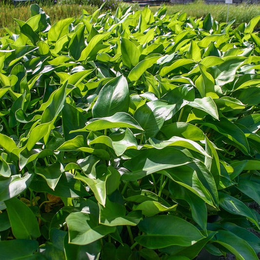 Arrow Arum
