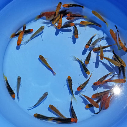 Mosquito Fish - Platy