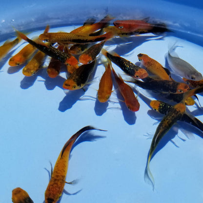 Mosquito Fish - Platy