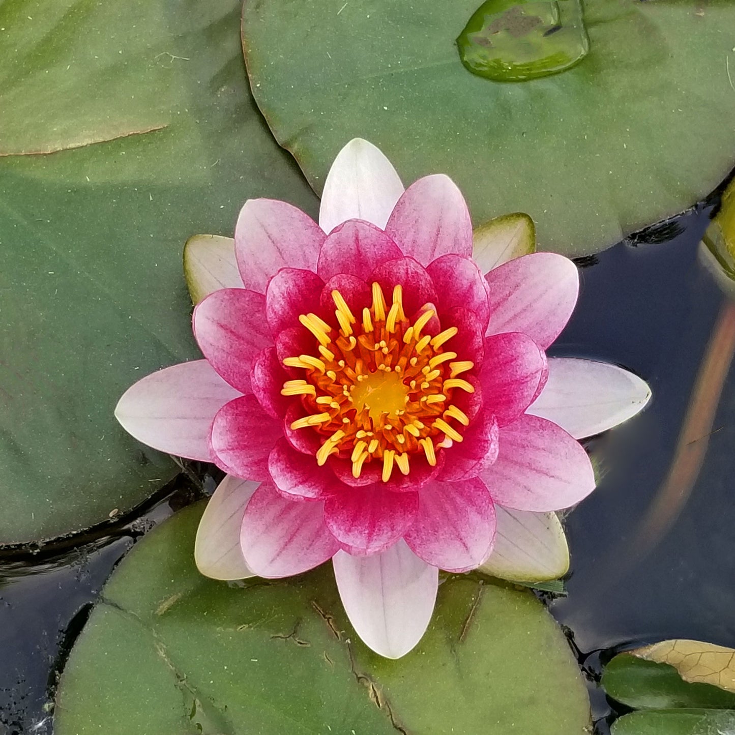 Attraction Lily