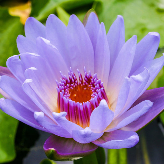 August Koch Lily