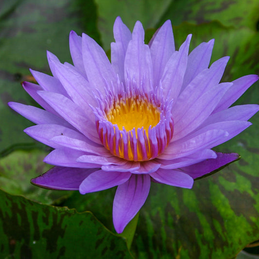 Bagdad Lily