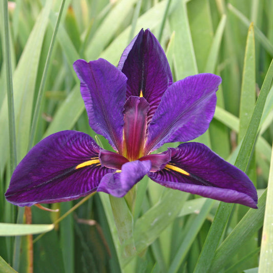 Black Gamecock Iris