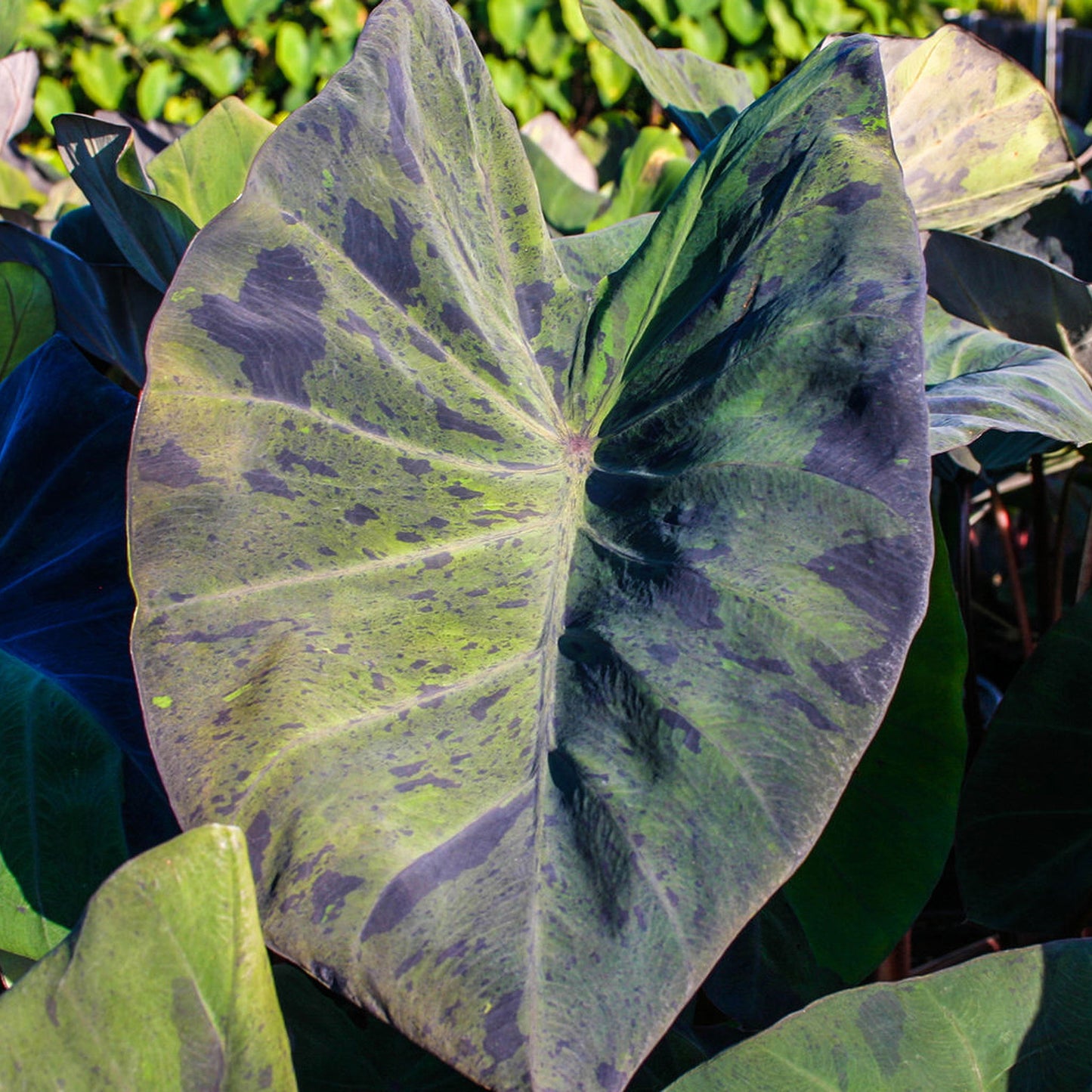 Black Marble Taro