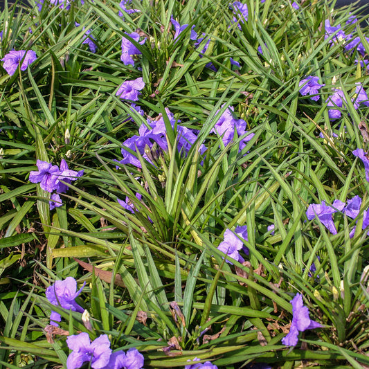 Compact Blue Bell