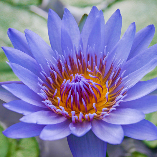 Blue Capensis
