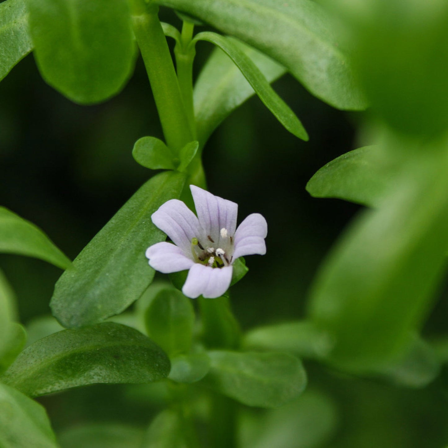 Blue Moneywort