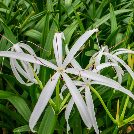 White Bog Lily